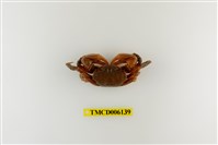 藏品(側足厚蟹)的圖片